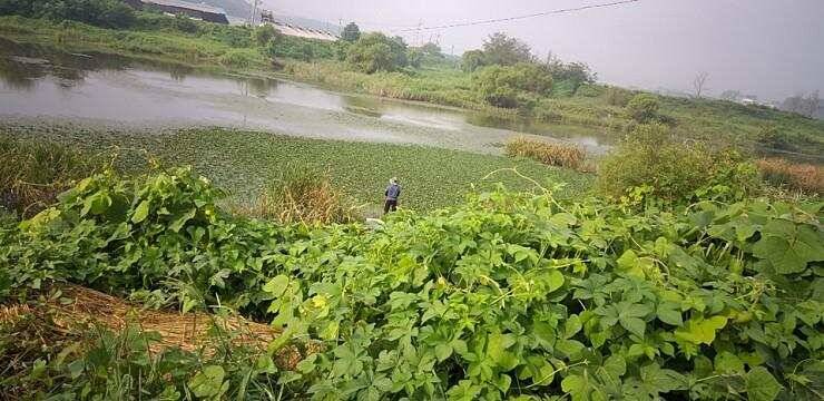 청미천아프리카돼지열병 (조황조행기 - 특파원조황)