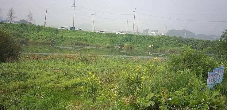 청미천아프리카돼지열병 (조황조행기 - 특파원조황)