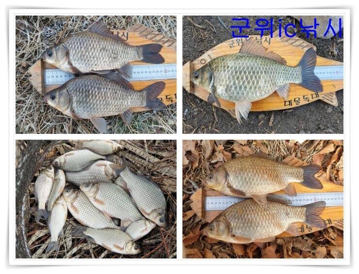 군위권 봄시즌 시작 (조황조행기 - 특파원조황)