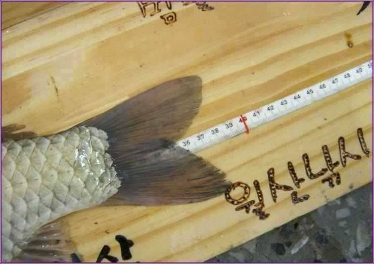 지도 수로 상류권 월척과 4짜 배출 (조황조행기 - 특파원조황)