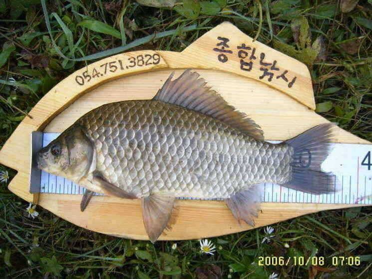 경주권10월8일 385cm조황입니다 (조황조행기 - 특파원조황)