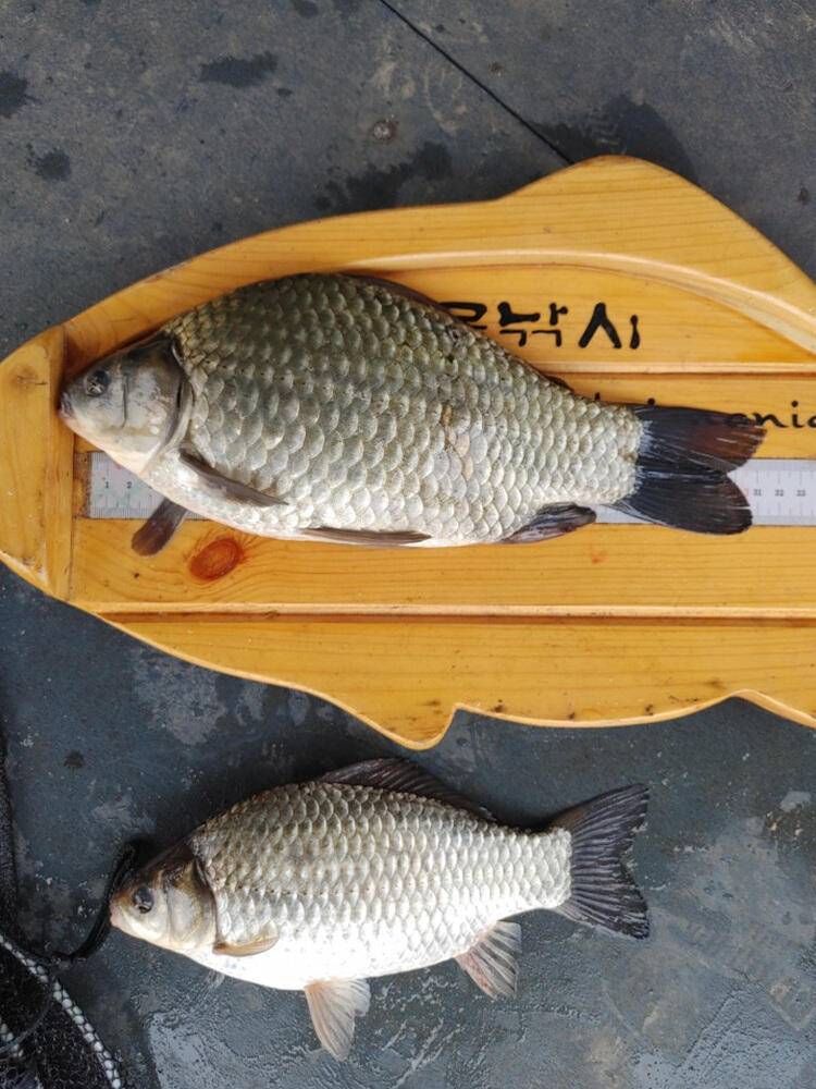 하천낚시터 41cm 대물붕어와 마릿수 조황 소식 (조황조행기 - 특파원조황)