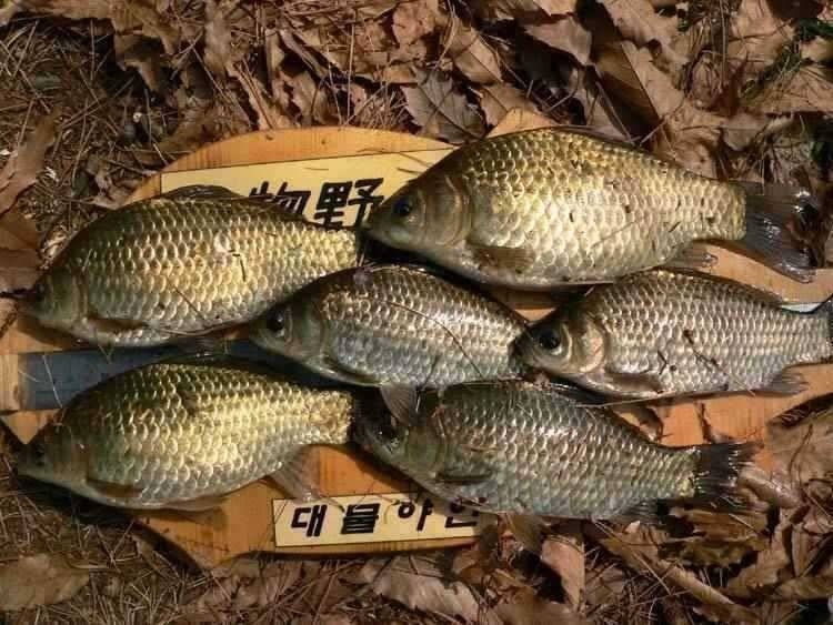 충남 광천보령권 움직이는 소류지 계곡지 (조황조행기 - 특파원조황)