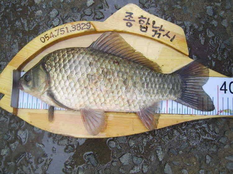 경주권 6월26일 395cm 대물붕어조황입니다 (조황조행기 - 특파원조황)