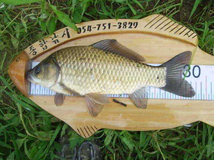 경주권 6월26일 395cm 대물붕어조황입니다 (조황조행기 - 특파원조황)