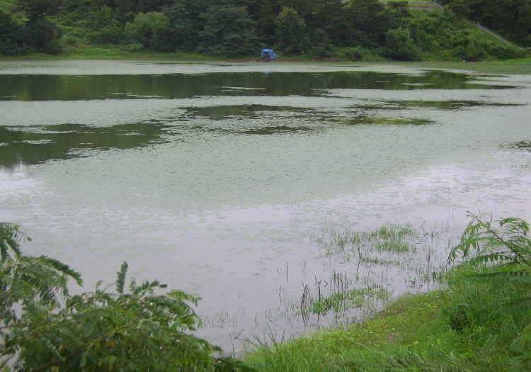 경주권 7월 12일 월척붕어 조황입니다 (조황조행기 - 특파원조황)