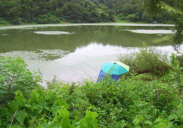 경주권 7월 12일 월척붕어 조황입니다 (조황조행기 - 특파원조황)