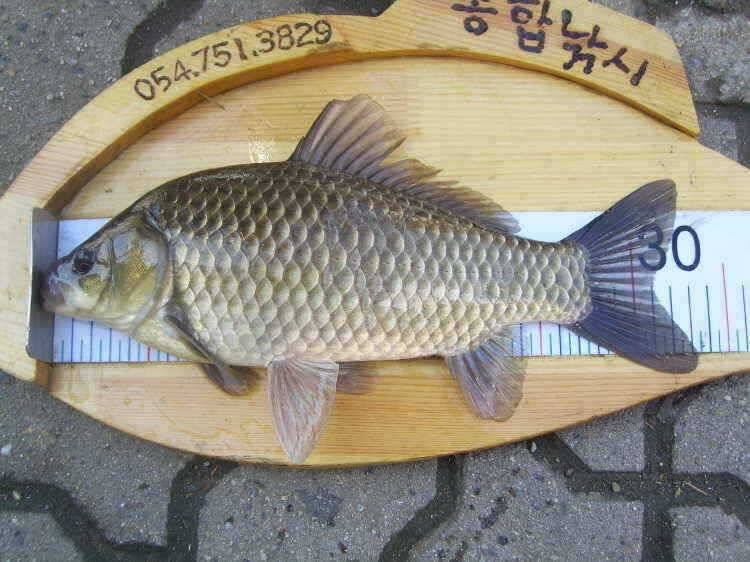 경주권 7월 15일 월척조황입니다 (조황조행기 - 특파원조황)