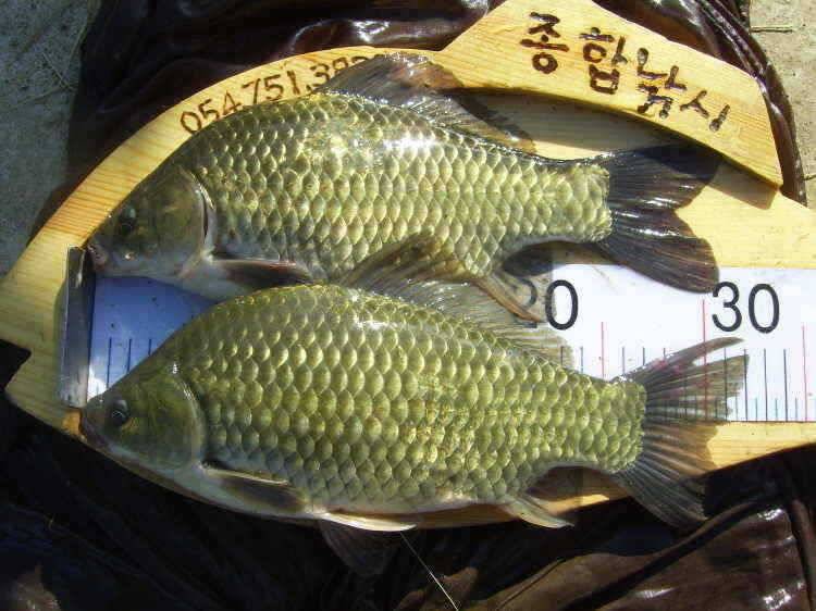 경주권 7월 15일 월척조황입니다 (조황조행기 - 특파원조황)