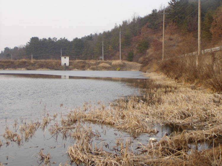 붕어들이 움직이고 있습니다 (조황조행기 - 특파원조황)