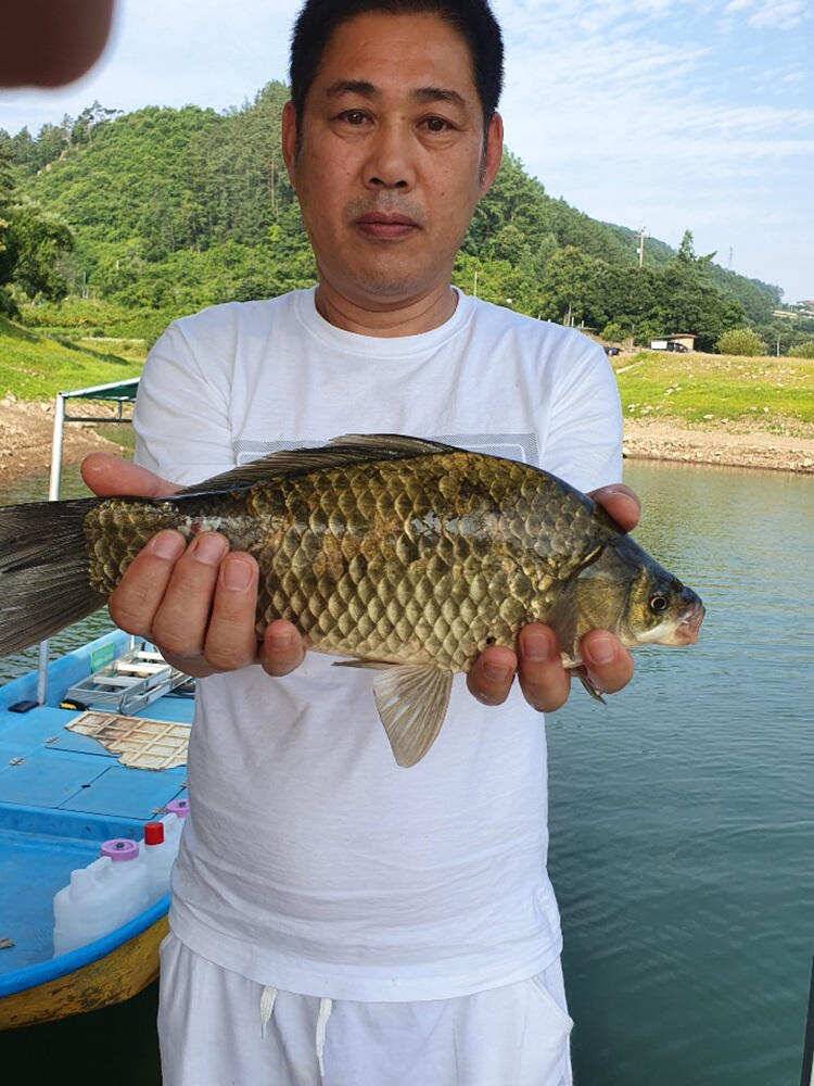 목벌 낚시터 꾸준한 4짜 대물붕어 조황소식 (조황조행기 - 특파원조황)