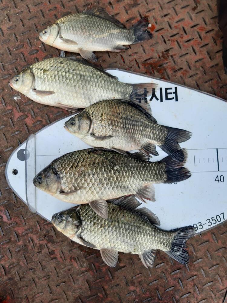 충주호 하천 낚시터 45cm 대물 붕어 소식입니다 (조황조행기 - 특파원조황)