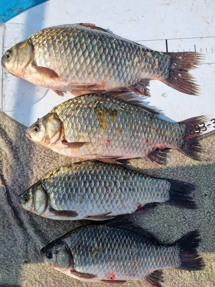 충주호 하천 낚시터 45cm 대물 붕어 소식입니다 (조황조행기 - 특파원조황)