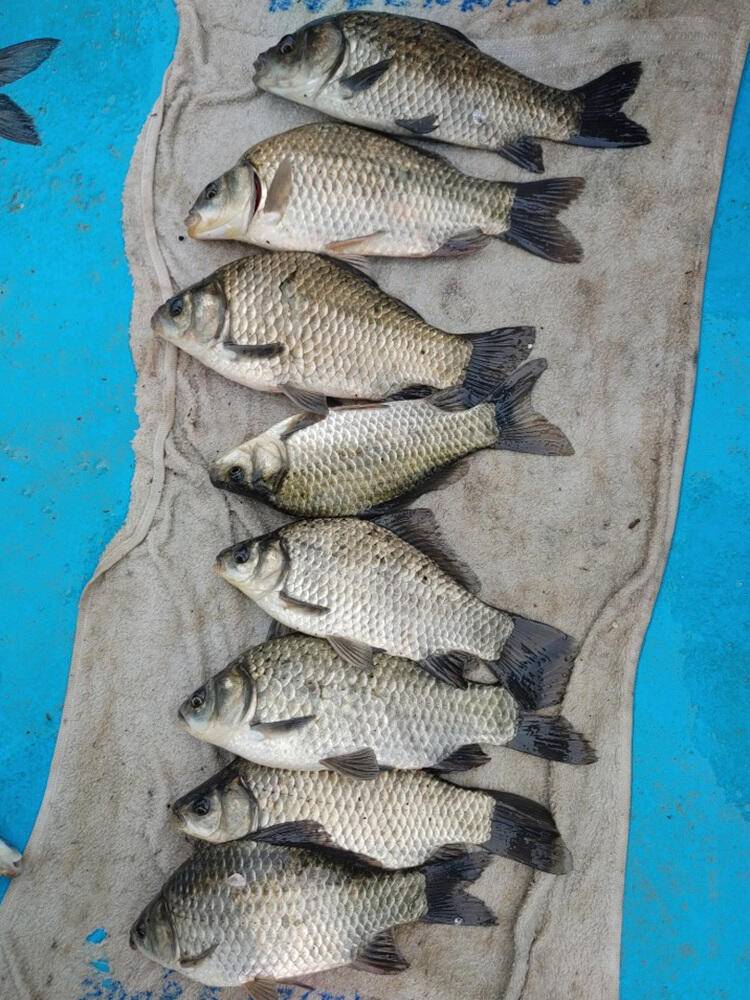 하천낚시터 4짜에 마릿수 꽃바위낚시터 38cm 허리급 조황 (조황조행기 - 특파원조황)