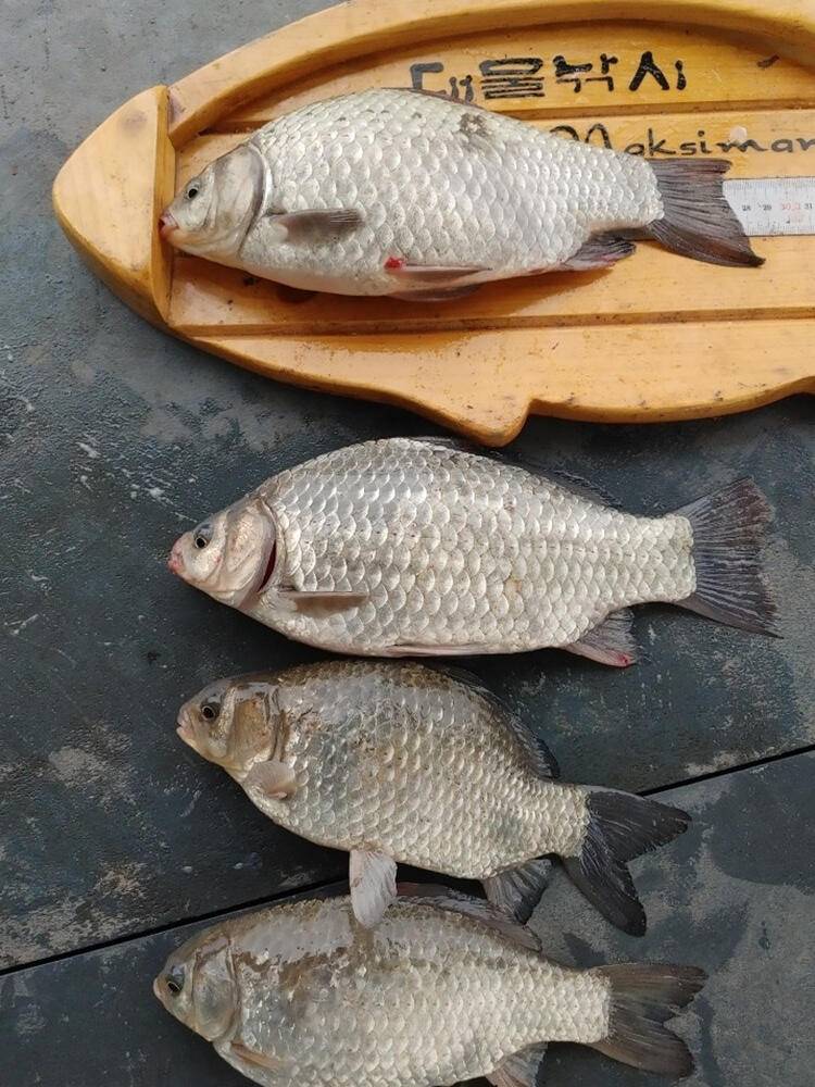 하천낚시터 44cm 대물붕어 소식입니다 (조황조행기 - 특파원조황)