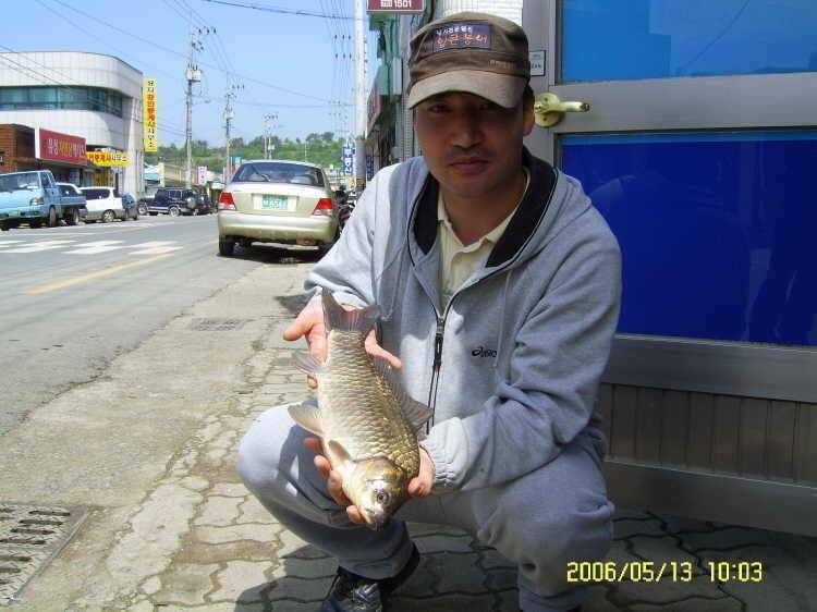 경주권5월13일 어제에 이어 또 415cm 대물붕어 조항입니다 (조황조행기 - 특파원조황)