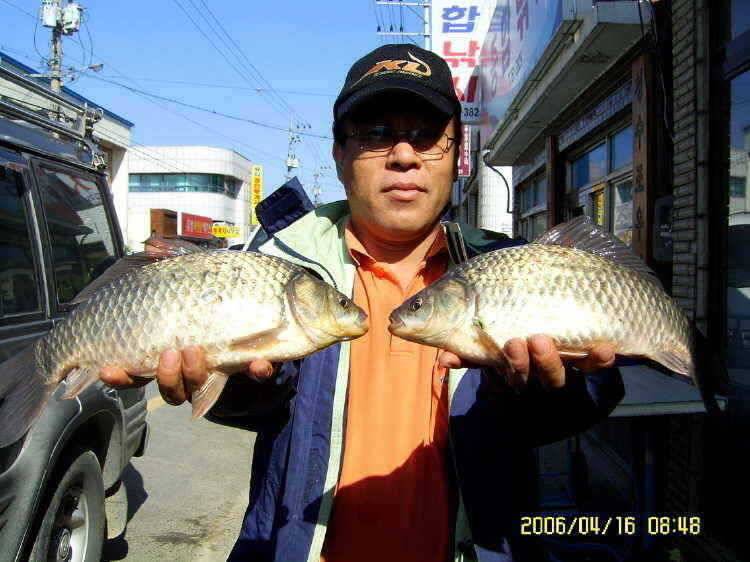 경주권4월16일 월척잔치 조황입니다 (조황조행기 - 특파원조황)