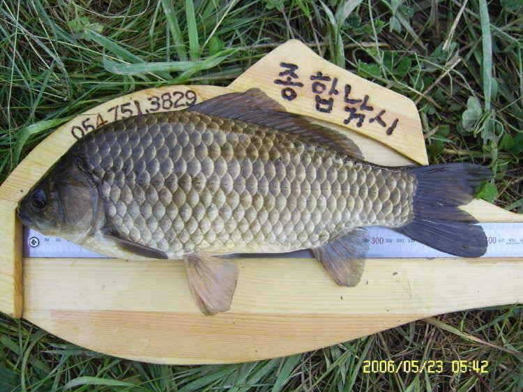 경주권5월23일 또다시 405cm 37cm 대물붕어 조황입니다 (조황조행기 - 특파원조황)