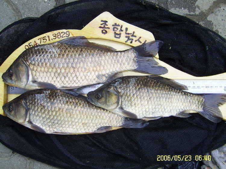 경주권5월23일 또다시 405cm 37cm 대물붕어 조황입니다 (조황조행기 - 특파원조황)