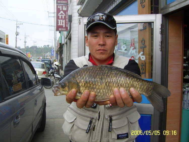 경주권5월5일 40cm 355cm월척 조황입니다 (조황조행기 - 특파원조황)