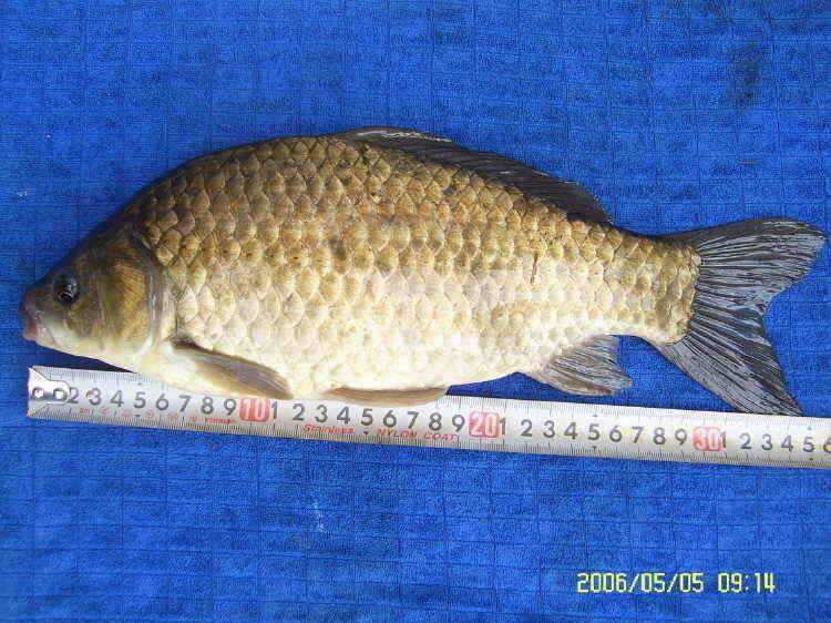 경주권5월5일 40cm 355cm월척 조황입니다 (조황조행기 - 특파원조황)