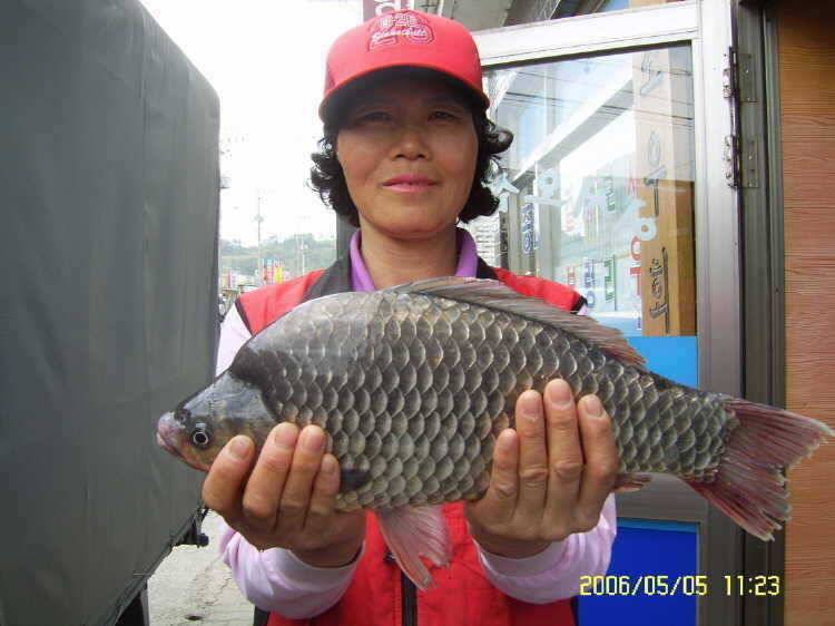 경주권5월5일 40cm 355cm월척 조황입니다 (조황조행기 - 특파원조황)