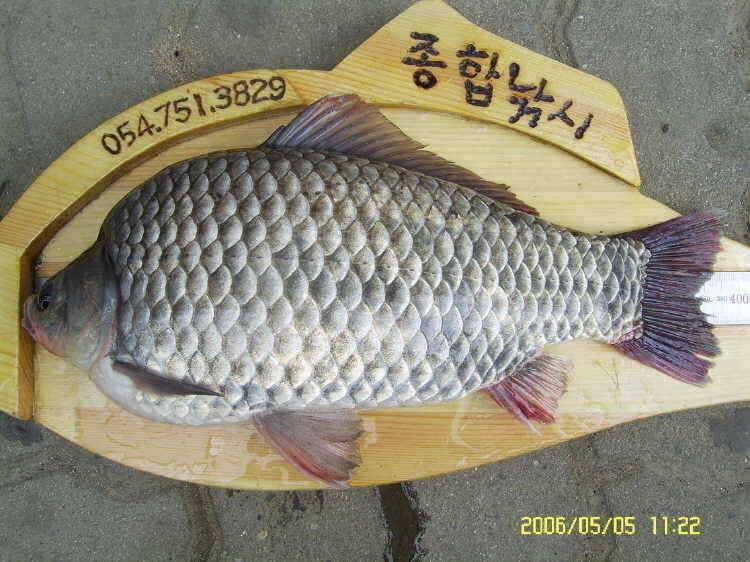 경주권5월5일 40cm 355cm월척 조황입니다 (조황조행기 - 특파원조황)