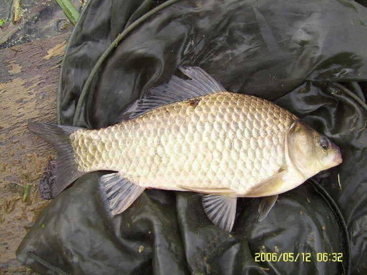 경주권5월12일 42cm 385cm 대물붕어 조황입니다 (조황조행기 - 특파원조황)