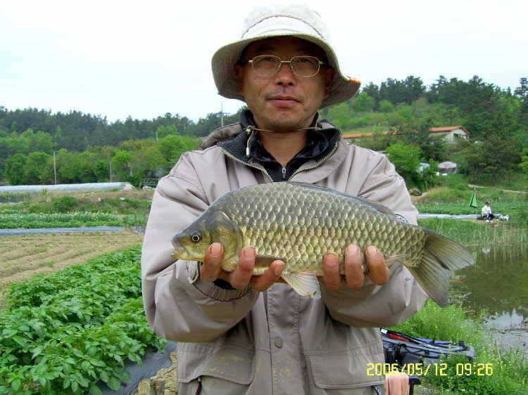 경주권5월12일 42cm 385cm 대물붕어 조황입니다 (조황조행기 - 특파원조황)