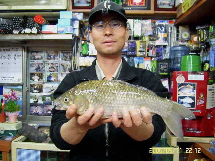경주권5월12일 42cm 385cm 대물붕어 조황입니다 (조황조행기 - 특파원조황)