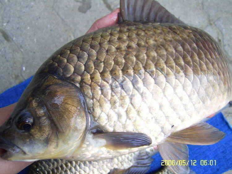 경주권5월12일 42cm 385cm 대물붕어 조황입니다 (조황조행기 - 특파원조황)