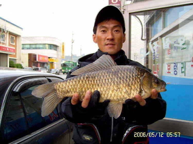 경주권5월12일 42cm 385cm 대물붕어 조황입니다 (조황조행기 - 특파원조황)