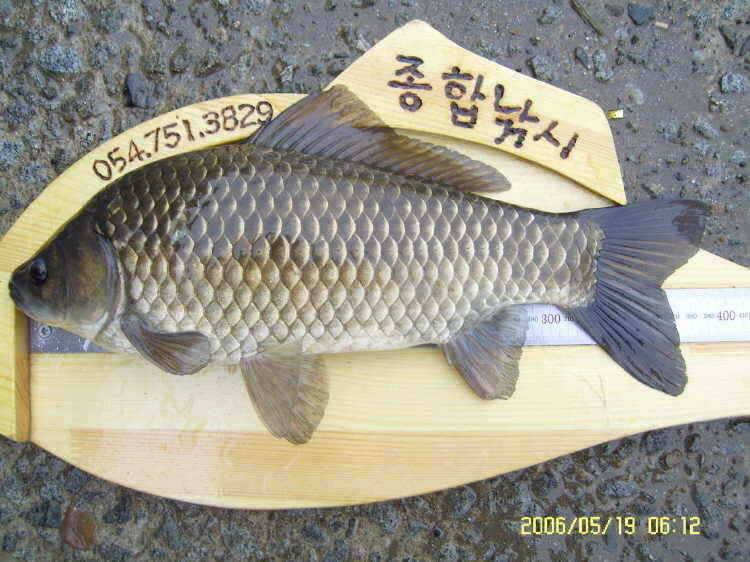 경주권5월19일 405cm 대물붕어 조황입니다 (조황조행기 - 특파원조황)