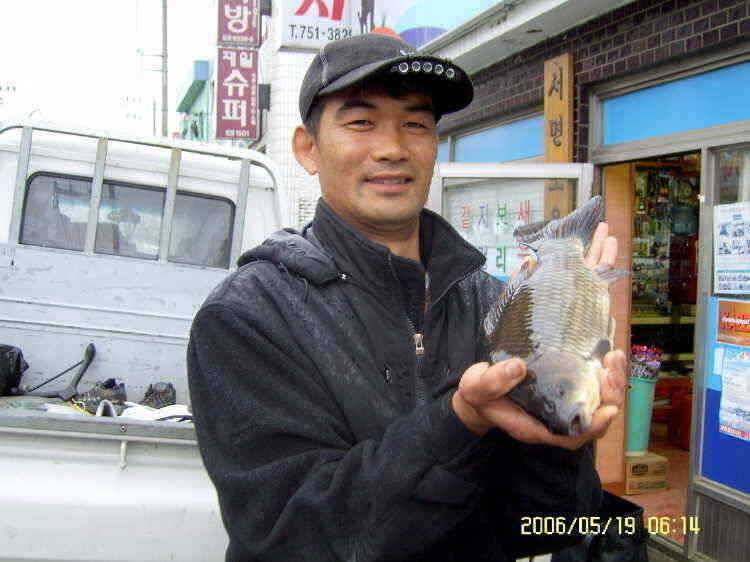 경주권5월19일 405cm 대물붕어 조황입니다 (조황조행기 - 특파원조황)