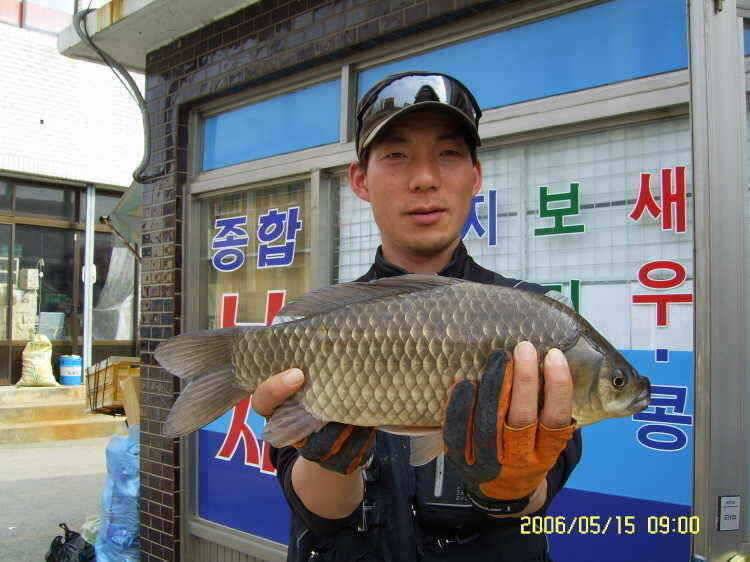 경주권5월15일 걸어내기만하면 대물 405cm 38cm 조황입니다 (조황조행기 - 특파원조황)