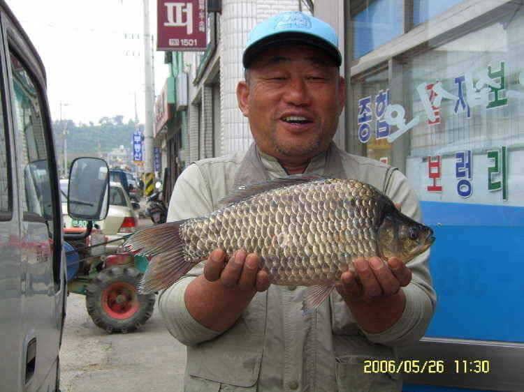 경주권5월27일 43cm 37cm조황입니다 (조황조행기 - 특파원조황)