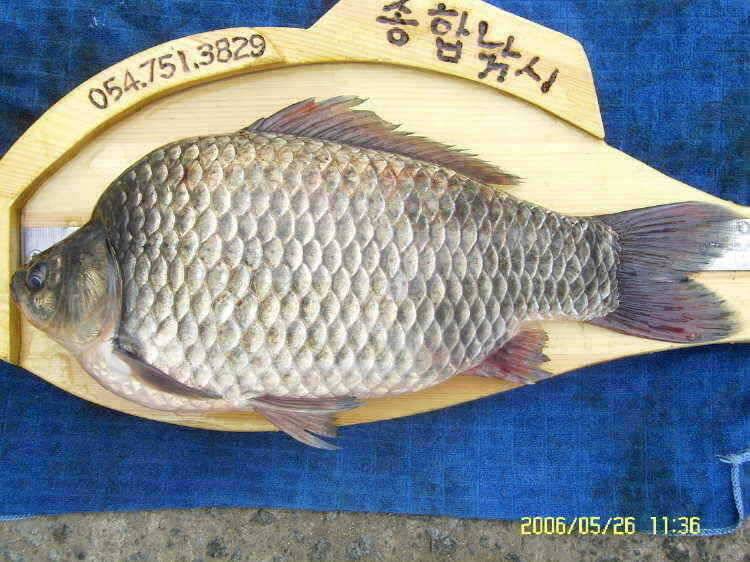 경주권5월27일 43cm 37cm조황입니다 (조황조행기 - 특파원조황)