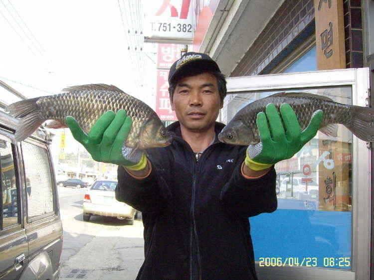 경주권4월23일 월척 조황입니다 (조황조행기 - 특파원조황)