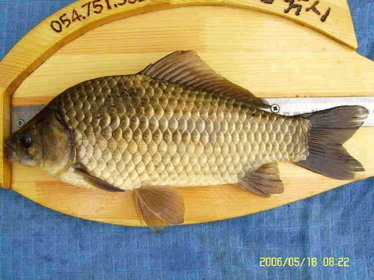 경주권5월18일 36cm35cm 조항입니다 (조황조행기 - 특파원조황)