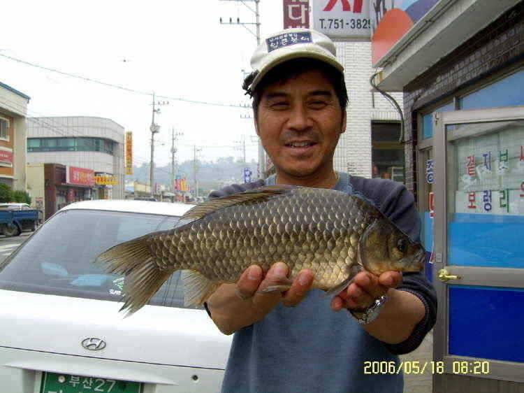 경주권5월18일 36cm35cm 조항입니다 (조황조행기 - 특파원조황)