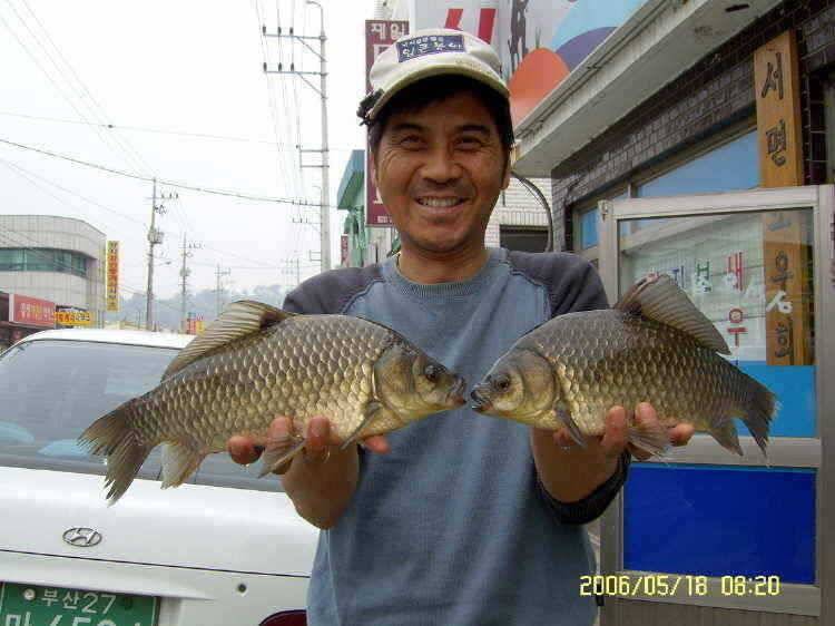 경주권5월18일 36cm35cm 조항입니다 (조황조행기 - 특파원조황)
