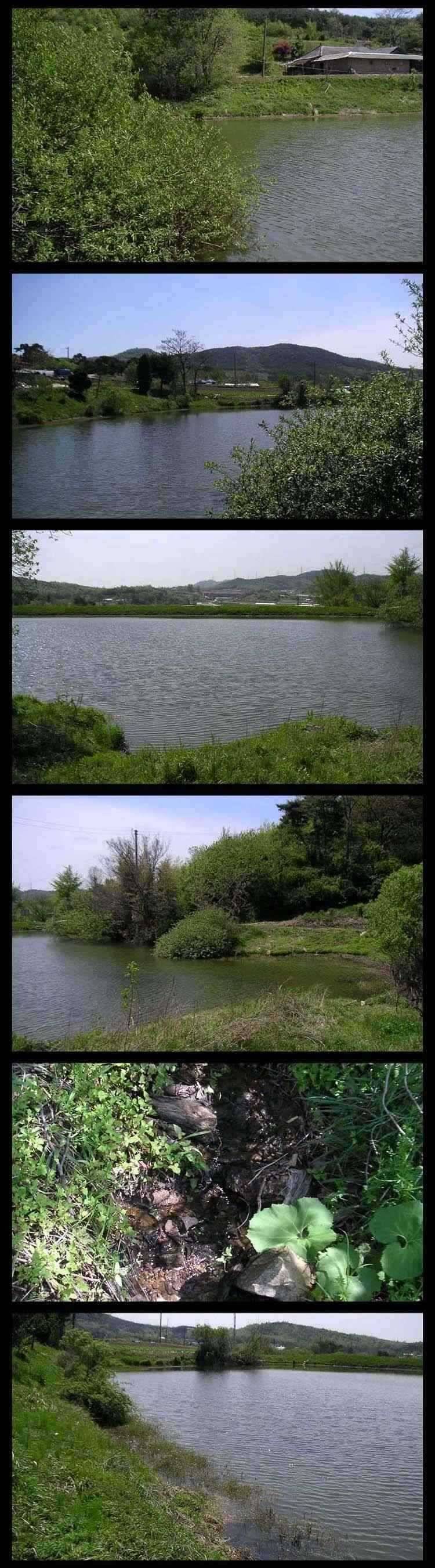 구룡천과 주변 소류지 (조황조행기 - 특파원조황)