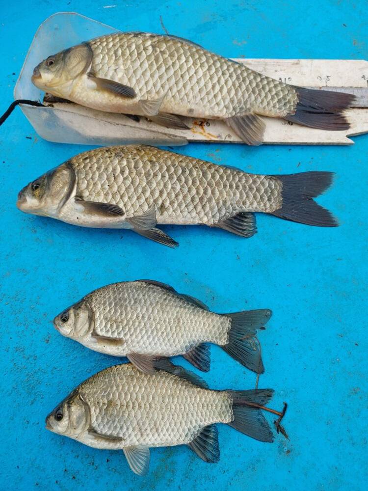 하천낚시터 4짜에 마릿수 꽃바위낚시터 38cm 허리급 조황 (조황조행기 - 특파원조황)
