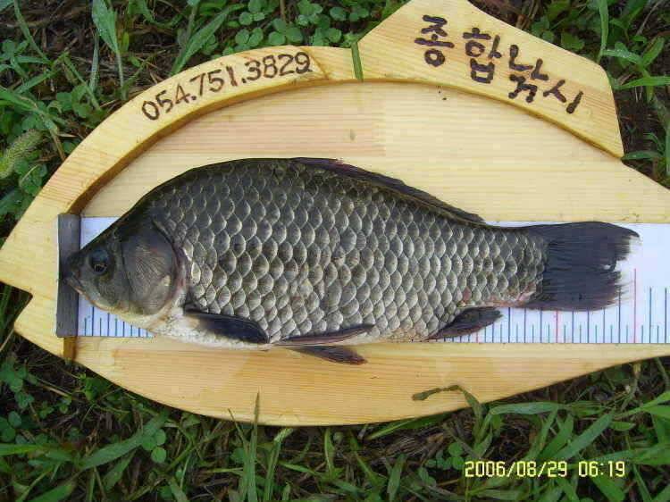 경주권8월29일 조황입니다 (조황조행기 - 특파원조황)