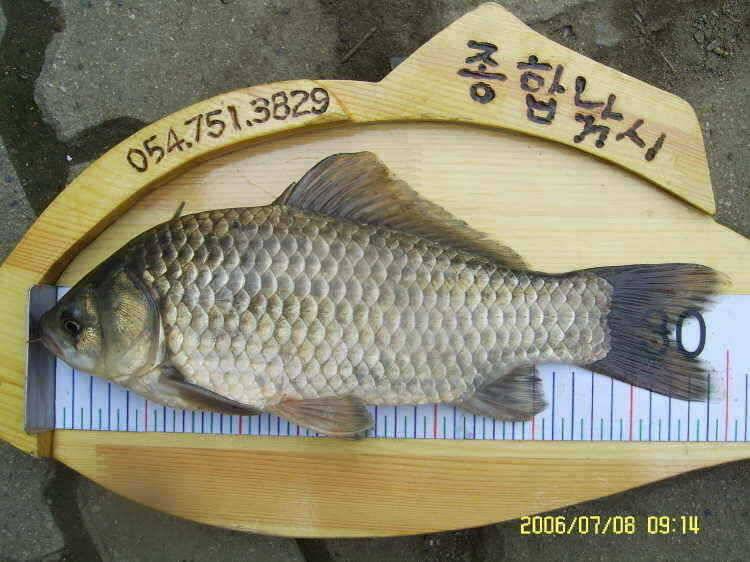 경주권7월8일 조황입니다 (조황조행기 - 특파원조황)