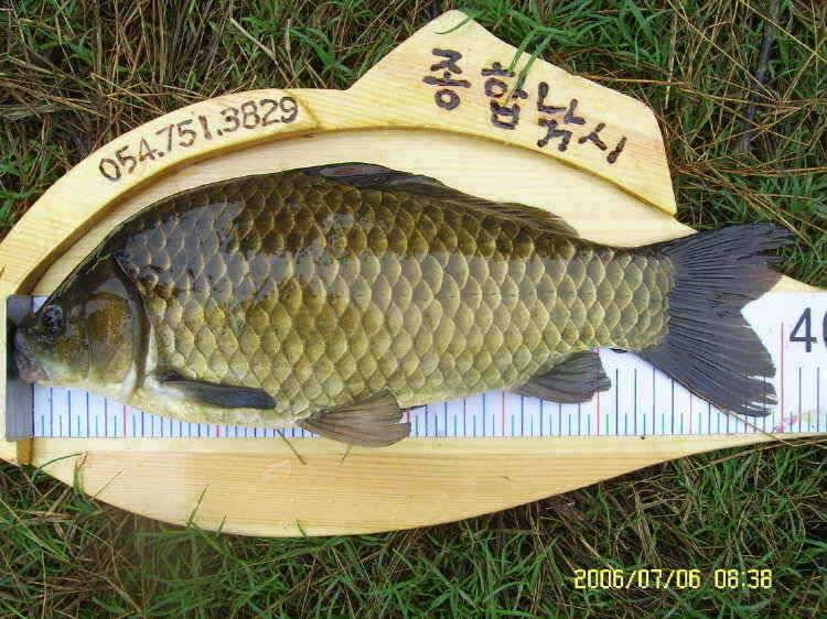 경주권7월6일 415cm 대물붕어 조황입니다 (조황조행기 - 특파원조황)