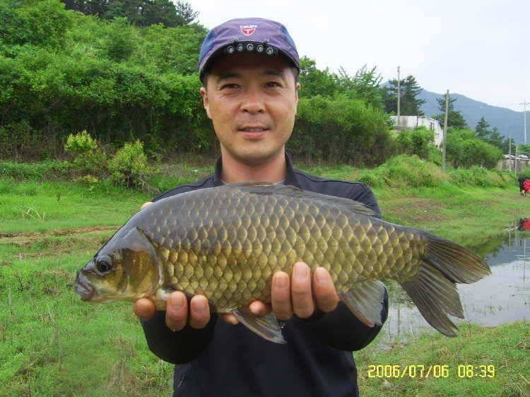 경주권7월6일 415cm 대물붕어 조황입니다 (조황조행기 - 특파원조황)