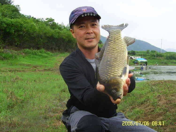 경주권7월6일 415cm 대물붕어 조황입니다 (조황조행기 - 특파원조황)