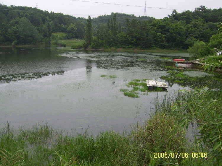경주권7월6일 415cm 대물붕어 조황입니다 (조황조행기 - 특파원조황)