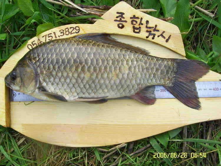 경주권6월28일 계속 이어지는 4짜 조황입니다 (조황조행기 - 특파원조황)